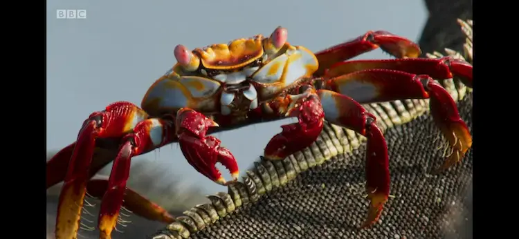 Sally Lightfoot crab (Grapsus grapsus) as shown in Planet Earth II - Islands